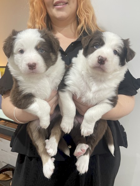 Australian shepherd pups puppy puppies 