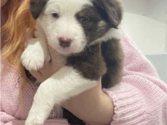 Australian shepherd pups puppy puppies 