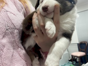 Australian shepherd pups puppy puppies 