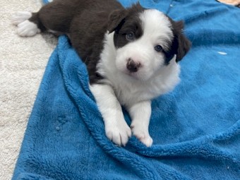 Australian shepherd pups puppy puppies 