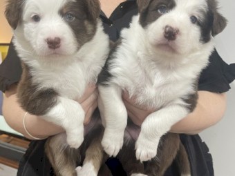 Australian shepherd pups puppy puppies 