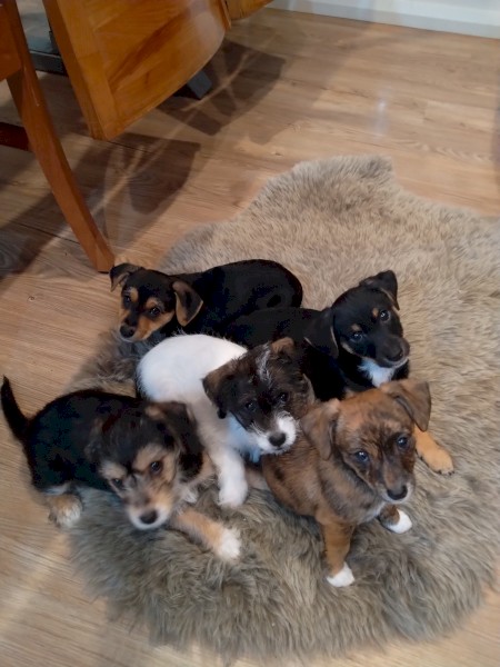 Jack Russell x Poodle