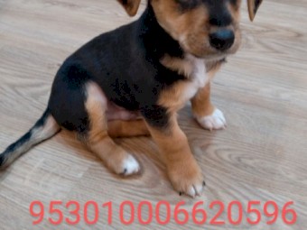 Jack Russell x Poodle