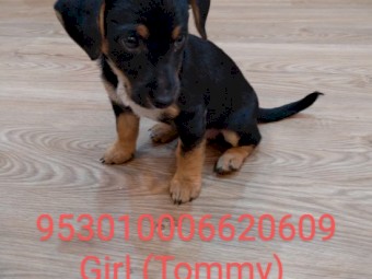 Jack Russell x Poodle