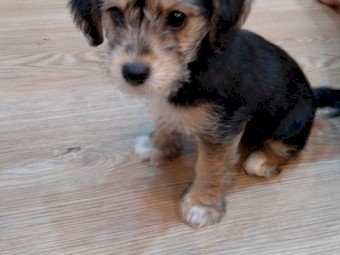 Jack Russell x Poodle