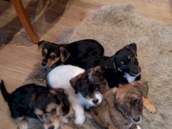 Jack Russell x Poodle