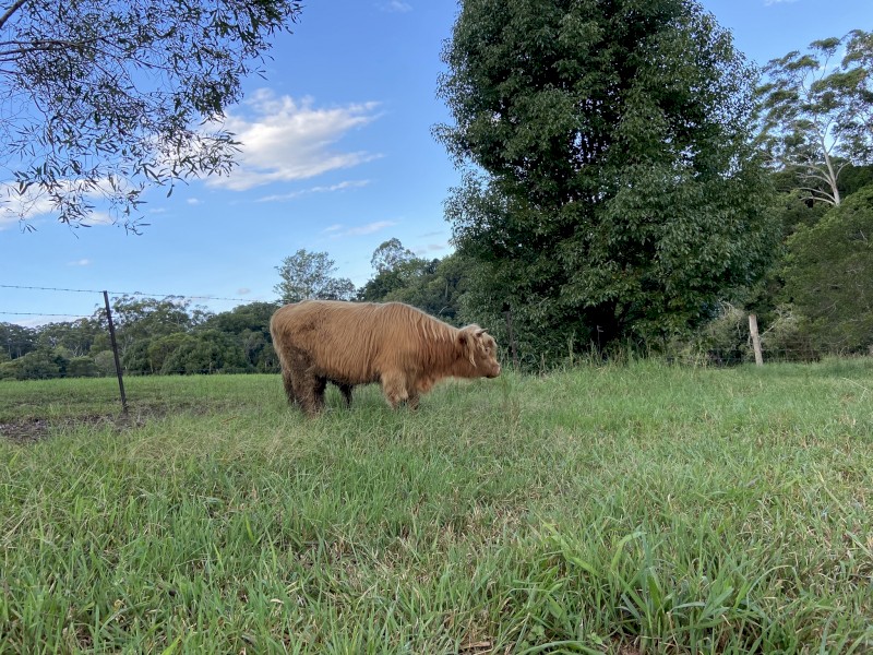 Highland Bull Calf