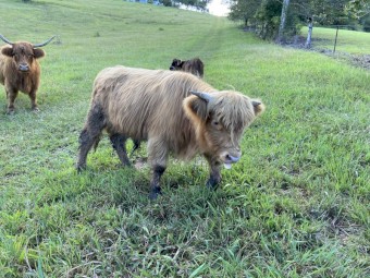 Highland Bull Calf
