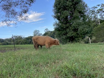 Highland Bull Calf