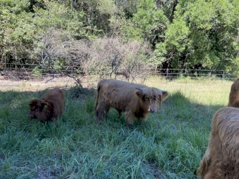 Highland Bull Calf