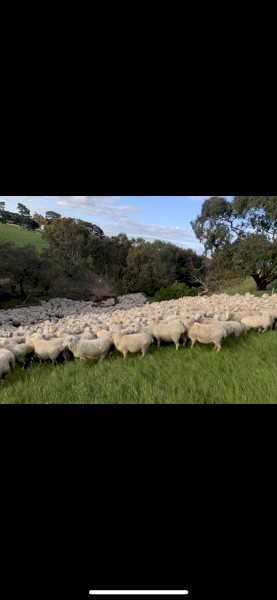 WANTED 4-5 Y.O First X Ewes SIL