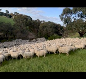 WANTED 4-5 Y.O First X Ewes SIL