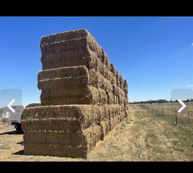 85mt Pasture Hay. Lucerne Clover Rye