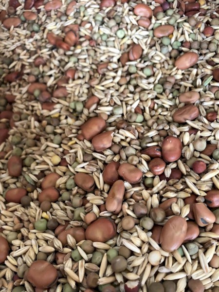 Cover Crop Seed