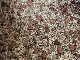 Cover Crop Seed