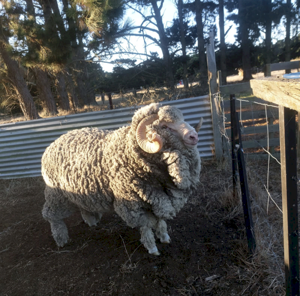 Merino Ram