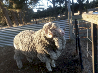 Merino Ram
