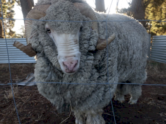 Merino Ram