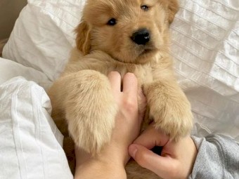 Male & Female Golden Retriever Puppies For Sale