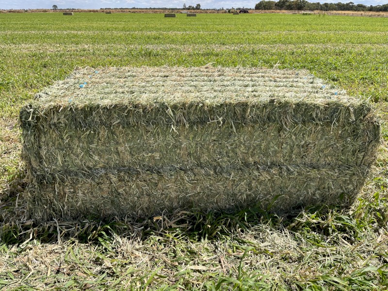 SSS Sudan Grass Hay Farm Tender