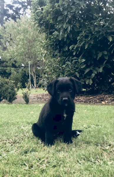 Kelpie/Border Collie pups