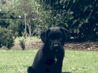 Kelpie/Border Collie pups