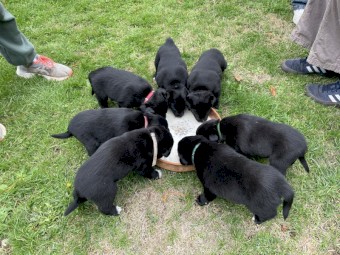 Kelpie/Border Collie pups