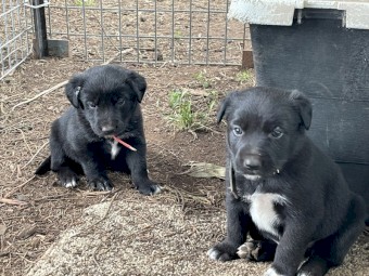 Kelpie/Border Collie pups