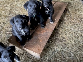 Kelpie/Border Collie pups