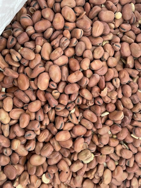 Faba Beans