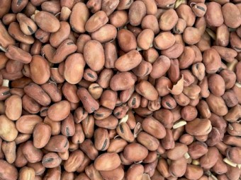 Faba Beans