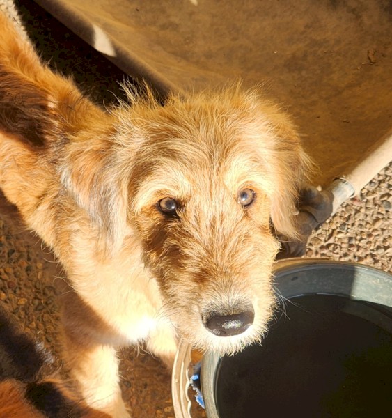 Farm Mairedale pups for sale