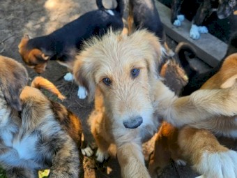 Farm Mairedale pups for sale