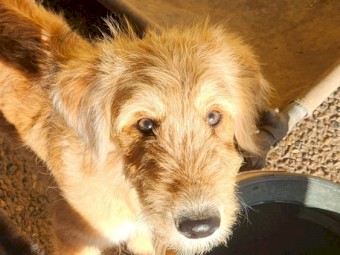 Farm Mairedale pups for sale