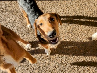 Farm Mairedale pups for sale
