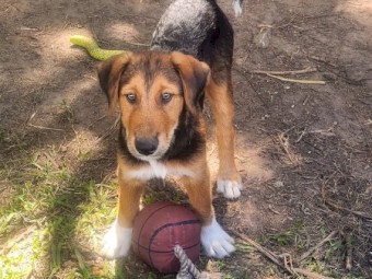 Farm Mairedale pups for sale