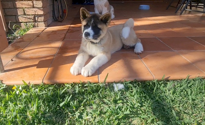 American Akita Puppy 