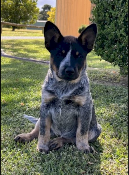 Female Blue Heeler Puppy | Farm Tender