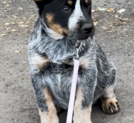 Female Blue Heeler Puppy