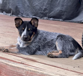 Female Blue Heeler Puppy