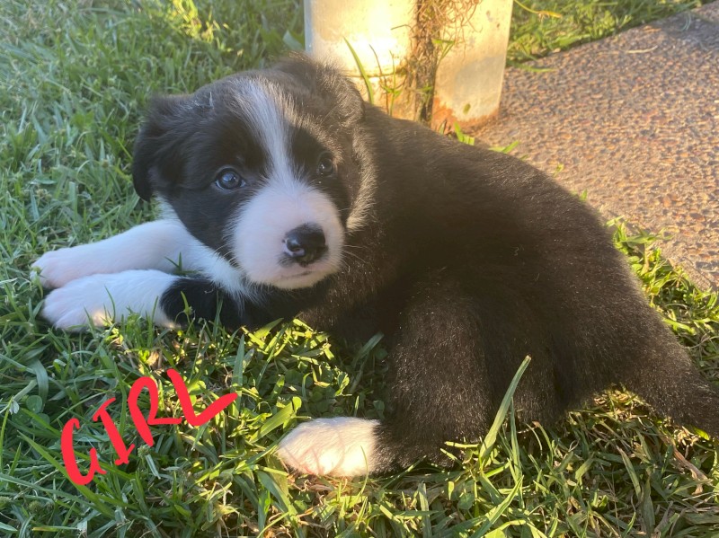 Border Collie pups