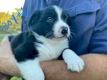 Border Collie pups