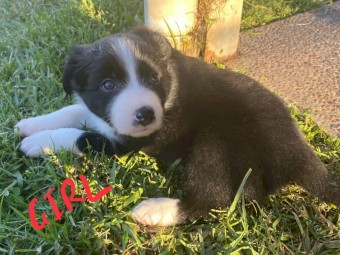Border Collie pups
