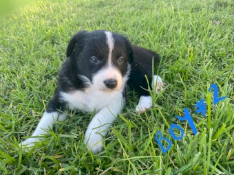 Border Collie pups