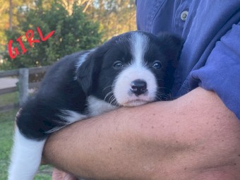 Border Collie pups