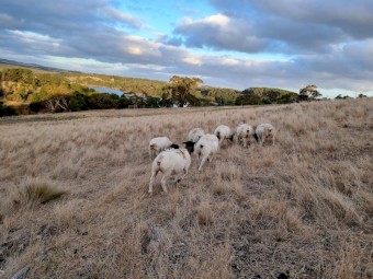 Black Head Dorper Ewes x 20
