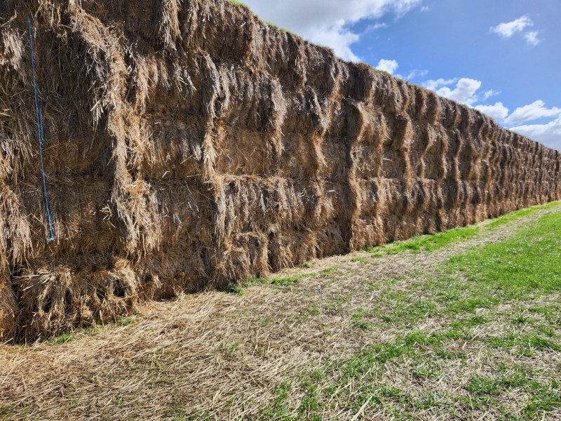 Wheat/Ryegrass Hay