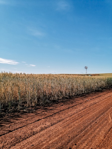 WANTED Acres + House to farm sheep close to Northam, York or Toodyay area