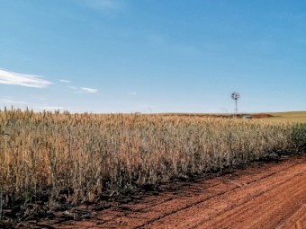 WANTED Acres + House to farm sheep close to Northam, York or Toodyay area