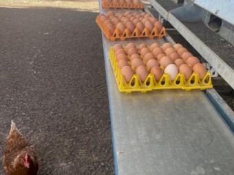 Mobile Free Range Egg Shed to house 1500 hens